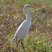 Intermediate Egret